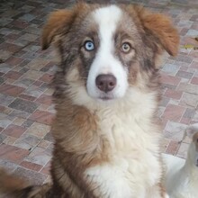 TIFFANY, Hund, Mischlingshund in Rumänien