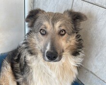 MINA, Hund, Mischlingshund in Rumänien