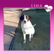 LINA, Hund, Mischlingshund in Bulgarien