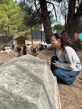 JULE, Hund, Mischlingshund in Griechenland