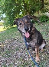 BUDDY, Hund, Mischlingshund in Rumänien