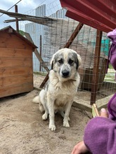 JAKOB, Hund, Mischlingshund in Griechenland
