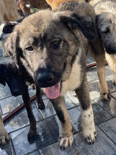 SKIPPER, Hund, Mischlingshund in Rumänien