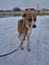 LUCA, Hund, Mischlingshund in Rumänien