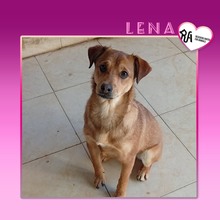 LENA, Hund, Mischlingshund in Bulgarien