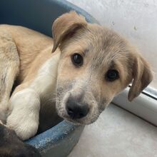 SHIVA, Hund, Mischlingshund in Rumänien