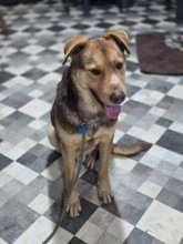 DRAGO, Hund, Mischlingshund in Rumänien