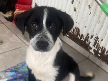 SCARLETT, Hund, Mischlingshund in Rumänien