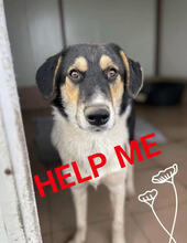 MIA, Hund, Mischlingshund in Rumänien