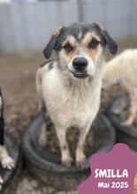 SMILLA, Hund, Mischlingshund in Rumänien