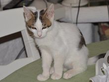 ORLANDO, Katze, Europäisch Kurzhaar in Garbsen - Bild 10