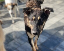 SAMMY, Hund, Mischlingshund in Rumänien