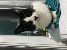 PAUL, Katze, Europäisch Kurzhaar in Miesbach