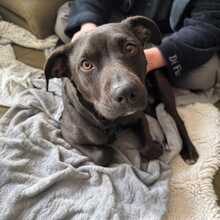 MINZI, Hund, Mischlingshund in Erlangen