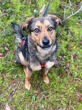 CANELA, Hund, Mischlingshund in Roth