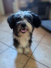 LUNA, Hund, Mischlingshund in Brieselang