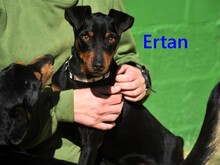 ERTAN, Hund, Pinscher-Mix in Spanien