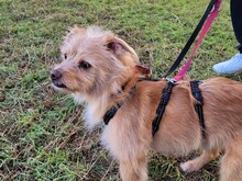 ROGER, Hund, Terrier Mix in Potsdam