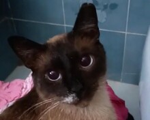 JOKER, Katze, Siam-Mix in Spanien