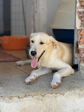 FLUFFY, Hund, Mischlingshund in Griechenland