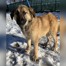 ODINA, Hund, Mischlingshund in Kroatien