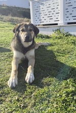 ZINA, Hund, Mischlingshund in Griechenland