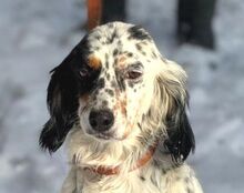 ZEYNA, Hund, English Setter-Mischling in Bulgarien