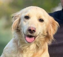 HERA, Hund, Golden Retriever-Mischling in Bulgarien