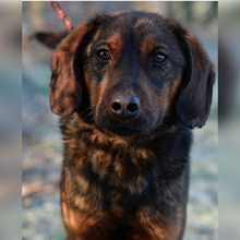 ZAN, Hund, Mischlingshund in Kroatien