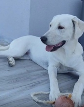 SONIA, Hund, Mischlingshund in Griechenland