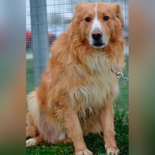 RONI, Hund, Retriever-Mischling in Kroatien