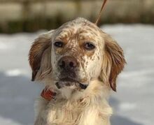 MARK, Hund, English Setter-Mischling in Bulgarien