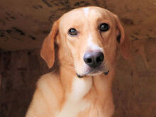 MERLO, Hund, Mischlingshund in Italien