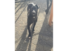 PEGGIE, Hund, Mischlingshund in Sankt Augustin