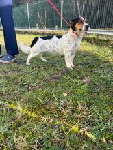 SALWA, Hund, Mischlingshund in Bad Wünnenberg