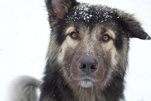 JUPITER, Hund, Mischlingshund in Steinfurt