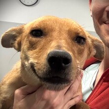 CHERRY, Hund, Mischlingshund in Rumänien