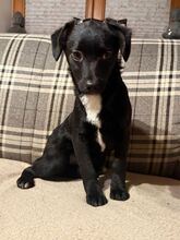 RONJA, Hund, Mischlingshund in Solnhofen