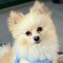 ELMO, Hund, Pomeranian in Burgdorf