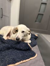 BLANKA, Hund, Mischlingshund in Kipfenberg