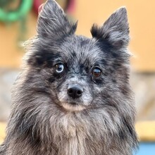 ALINA, Hund, Kleinspitz in Burgdorf