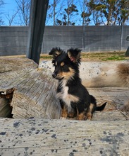 TUNO, Hund, Mischlingshund in Bochum