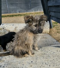 CHISPA, Hund, Mischlingshund in Bochum