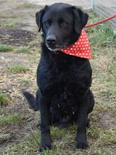 MASSIMO, Hund, Labrador Retriever in Ungarn