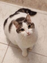 MILA, Katze, Europäisch Kurzhaar in Bilsen