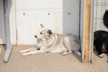 CANDY, Hund, Mischlingshund in Schönwalde-Glien
