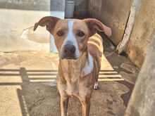 CECIO, Hund, Mischlingshund in Hamburg