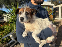 NINO, Hund, Mischlingshund in Duisburg