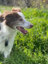 NEILEEN, Hund, Spaniel-Mix in Spanien