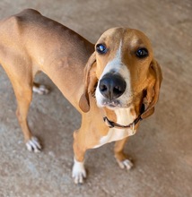 JAX, Hund, Mischlingshund in Griechenland